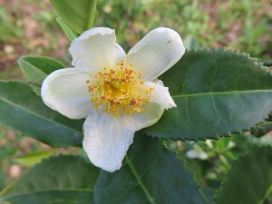 Krzew herbaciany Camellia