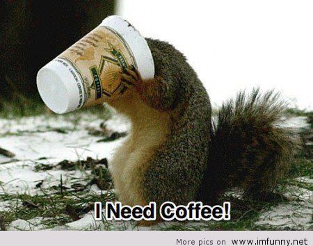 wiewiórka pijąca kawę