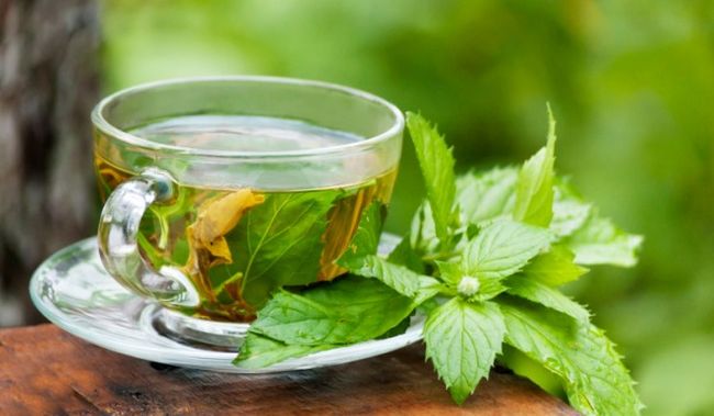  Świeża niefermentowana herbata ma zbawienny wpływ na zdrowie dzięki katechinom