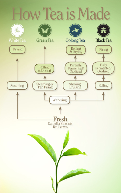 jak się robi herbatę oolong