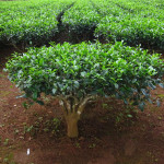 Jak rośnie herbaciany krzew?