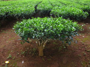 krzew herbaciany