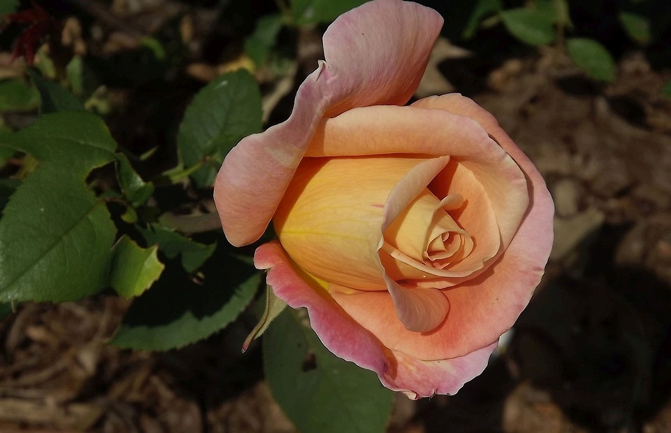 Herbaciana róża